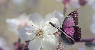 بطاقات الصباح والمساء - مع بداية الصباح