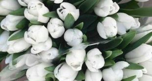 بطاقات الصباح والمساء - ‌‏⁧الصباح⁩ ‏هدية جديدة