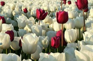 بطاقات الصباح والمساء - الحمد لله ملئ الحياة